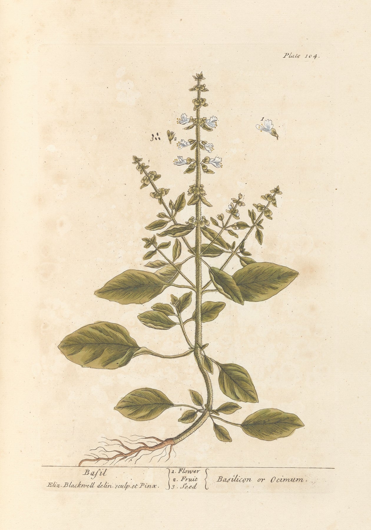 "Basil" botanical print (1739) by Elizabeth Blackwell