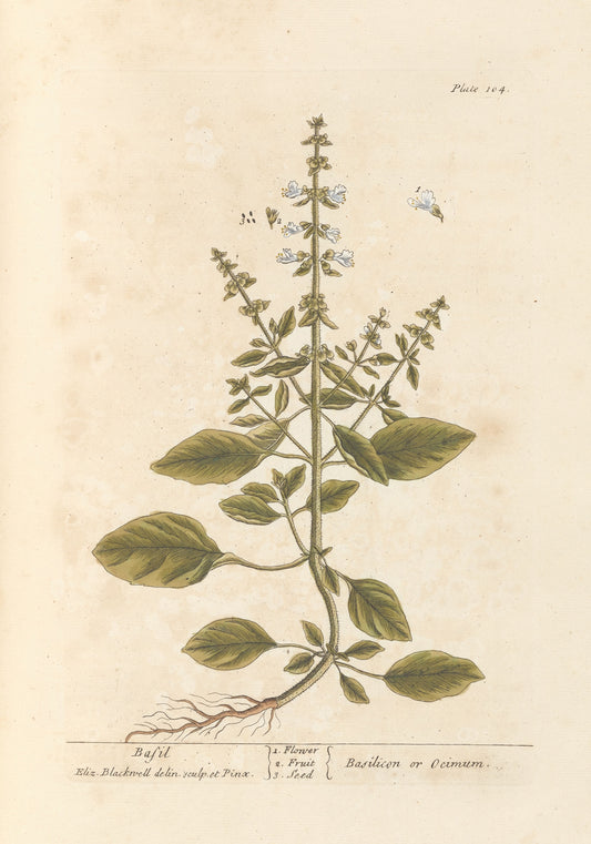 "Basil" botanical print (1739) by Elizabeth Blackwell