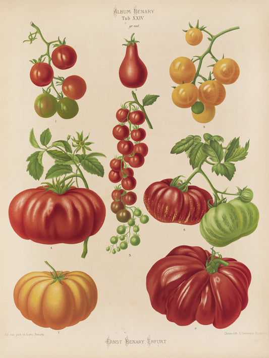 "Tomatoes" botanical print (c1880) by Ernst Benary